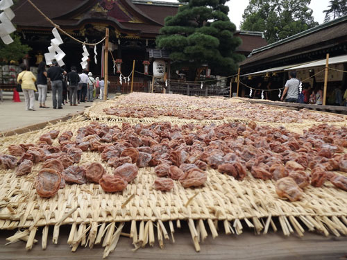 京都　北野天満宮の梅の天日干し