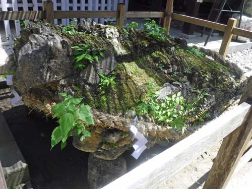 武田神社 さざれ石 拡大