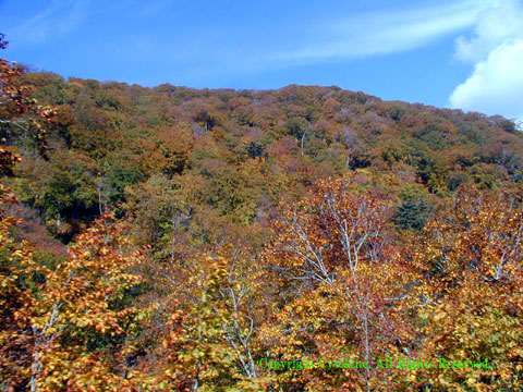 玉川温泉の手前２キロの紅葉2002年１０月撮影